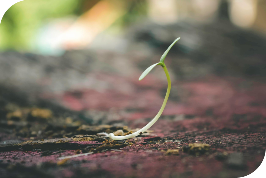 A small plant sprouting from the soil