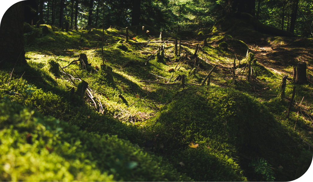 Trees in a forest that have been logged