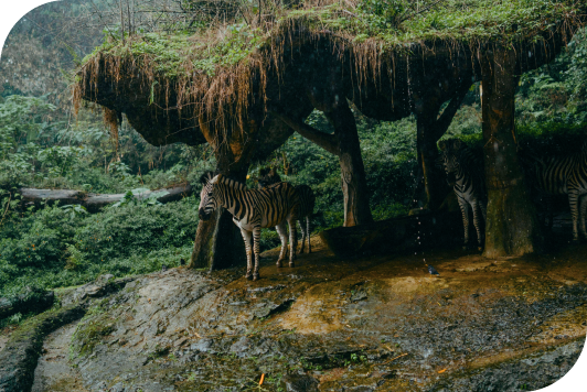 Several zebras standing closely in a small open enclosure