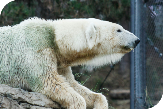 An Arctic polar bear relaxing on a large boulder