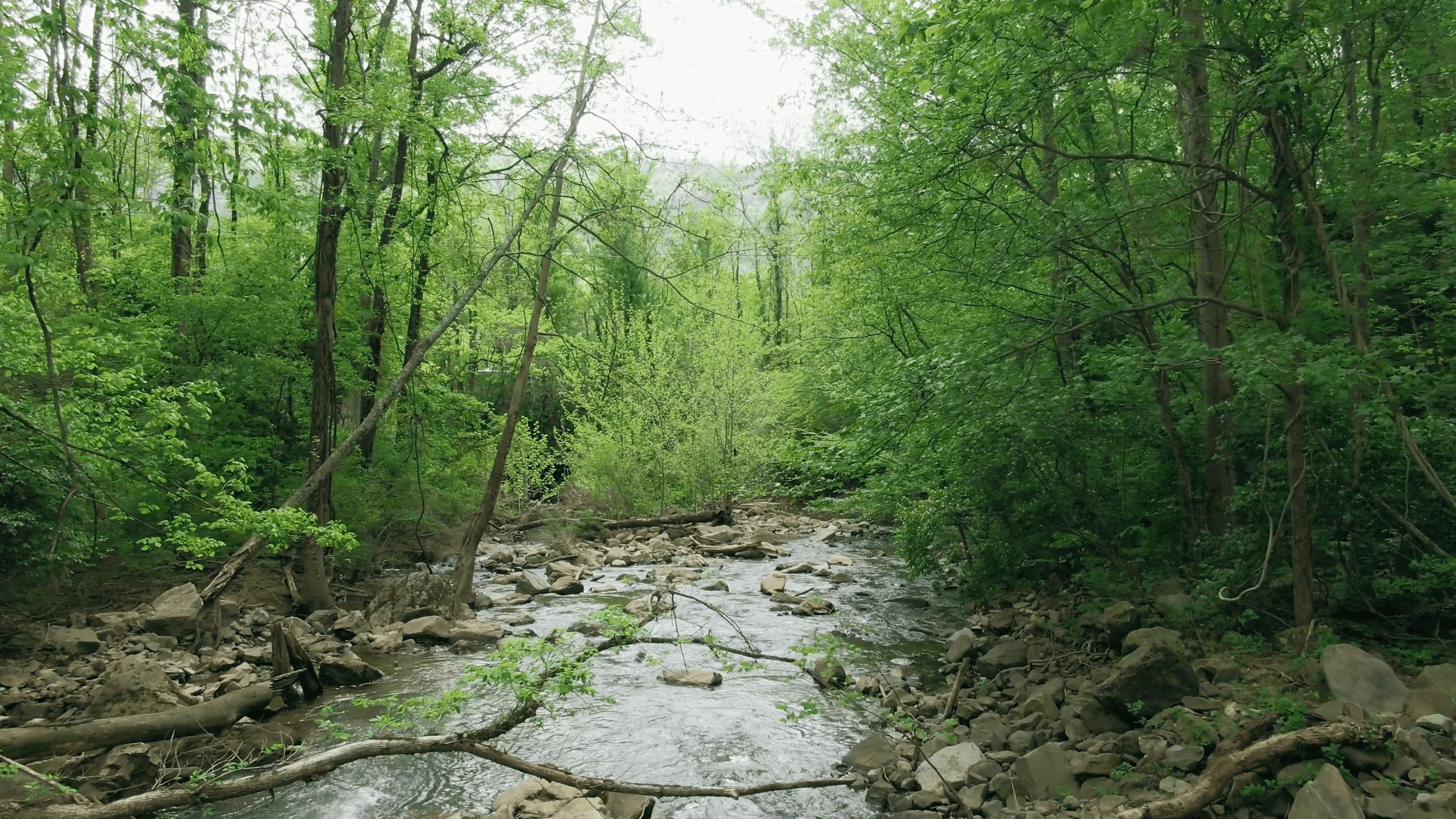 Forest by a river stream